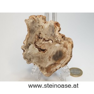 Versteinertes Holz Scheibe